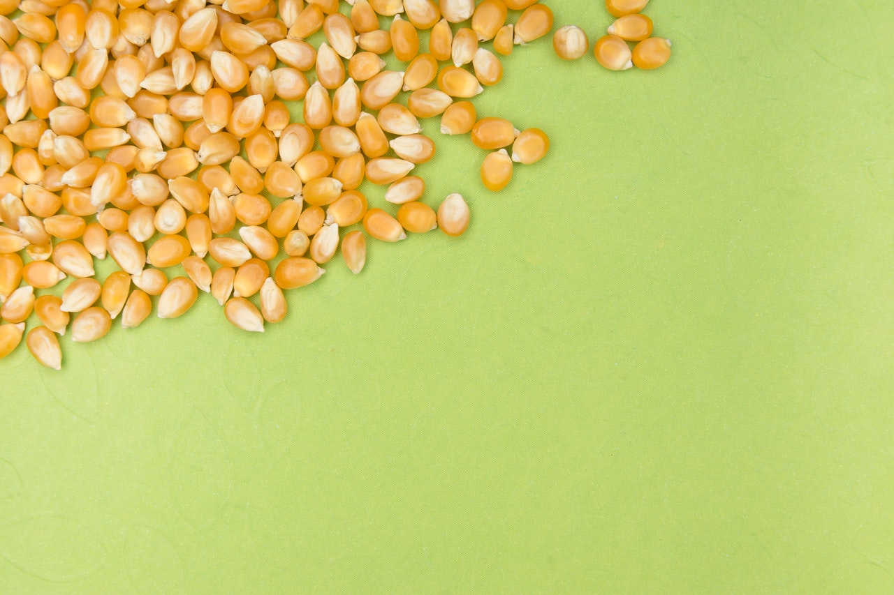 popcorn kernels against a lime-green background