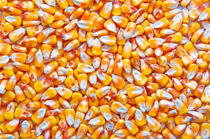 Brightly colored popcorn kernels