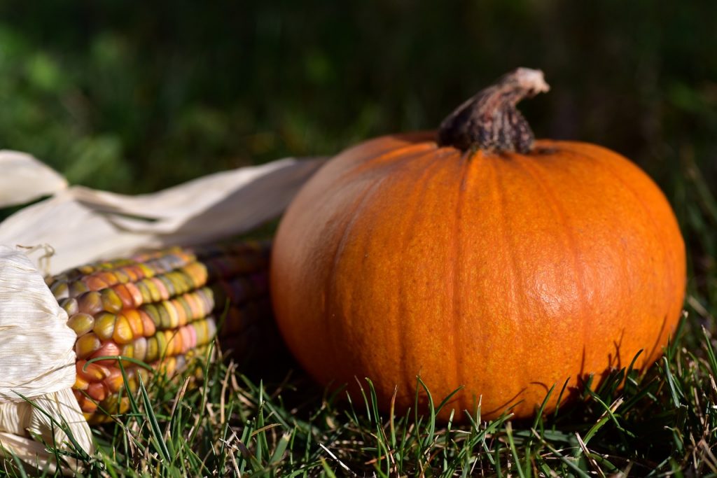Pumpkin and a colored corn cob